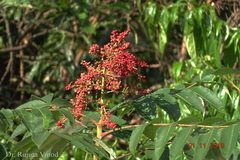 Rhus chinensis